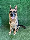 adoptable Dog in la, CA named HARPER