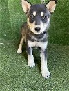adoptable Dog in la, CA named AURORA