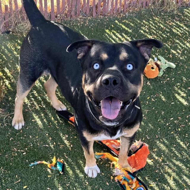 adoptable Dog in Lancaster, CA named SUGAR BEAR