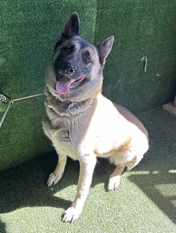 adoptable Dog in Lancaster, CA named GYPSY