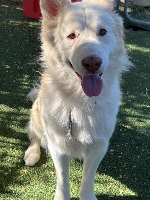 adoptable Dog in Lancaster, CA named PUMA