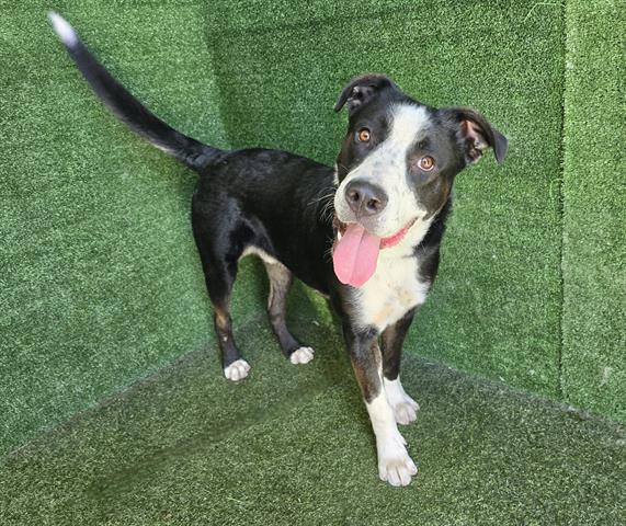 adoptable Dog in Lancaster, CA named TUXLEY