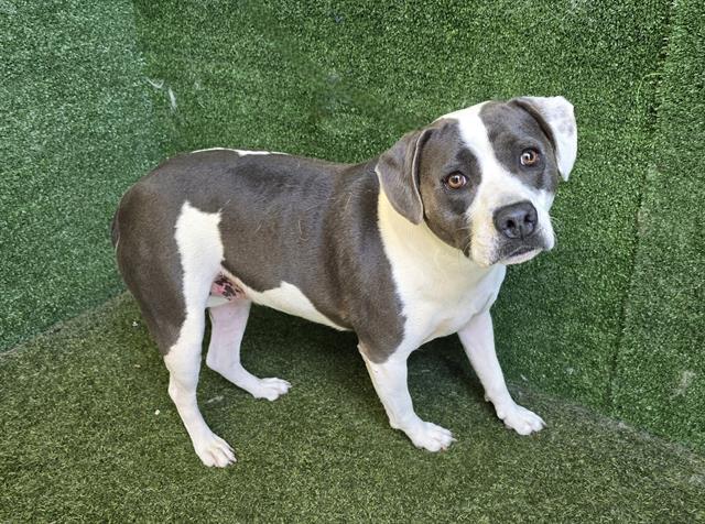 adoptable Dog in Lancaster, CA named NEBULA