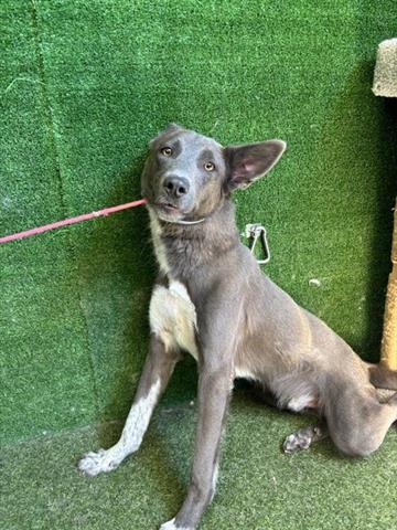 adoptable Dog in Lancaster, CA named BLUE