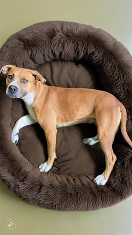 adoptable Dog in Lancaster, CA named PAIGE