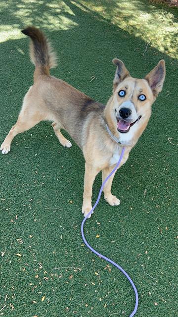 adoptable Dog in Lancaster, CA named MOLLY