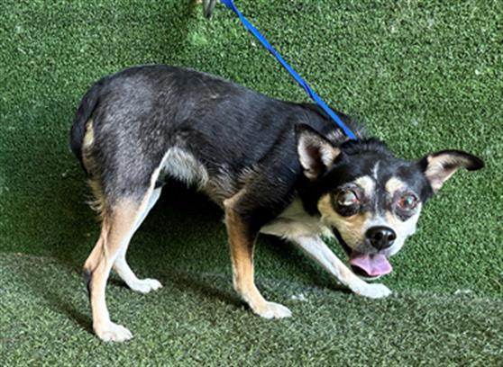 adoptable Dog in Lancaster, CA named MISSIE