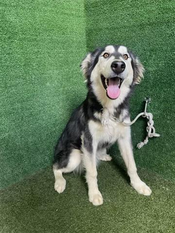 adoptable Dog in Lancaster, CA named ESTELLE