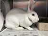 adoptable Rabbit in Lancaster, CA named EMILY