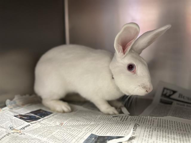 adoptable Rabbit in Lancaster, CA named CAMILLE