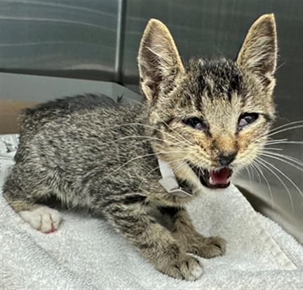 adoptable Cat in Lancaster, CA named REGGIE