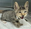 adoptable Cat in Lancaster, CA named REGGIE