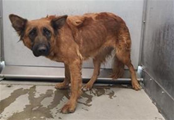 adoptable Dog in Lancaster, CA named CLIFFORD