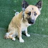 adoptable Dog in Lancaster, CA named CHESTER