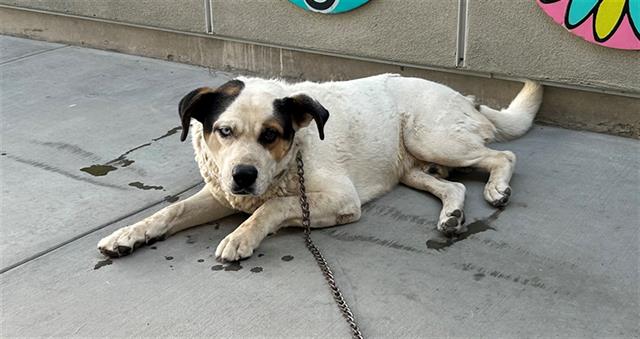 adoptable Dog in Lancaster, CA named BLUE