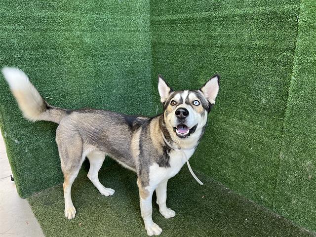 adoptable Dog in Lancaster, CA named A5651870