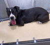 adoptable Dog in Lancaster, CA named MATILDA