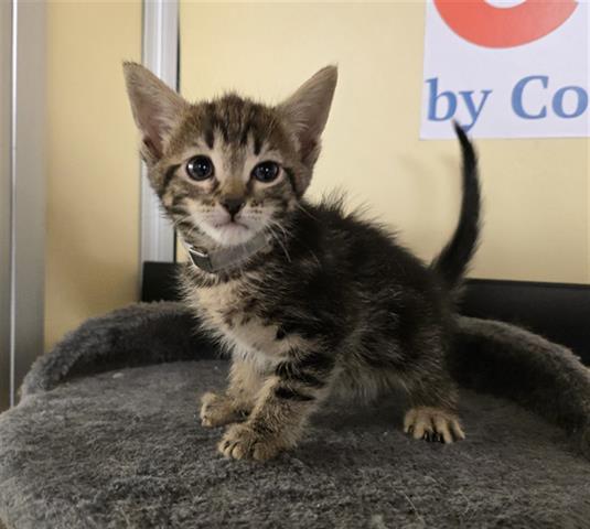 adoptable Cat in Lancaster, CA named EMMIE