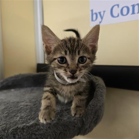 adoptable Cat in Lancaster, CA named OLLIE