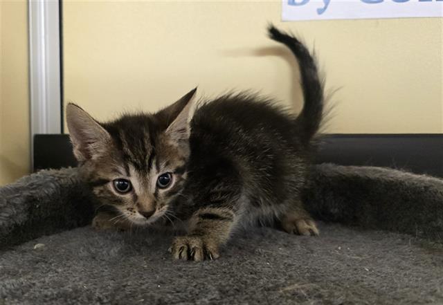 adoptable Cat in Lancaster, CA named TEDDY