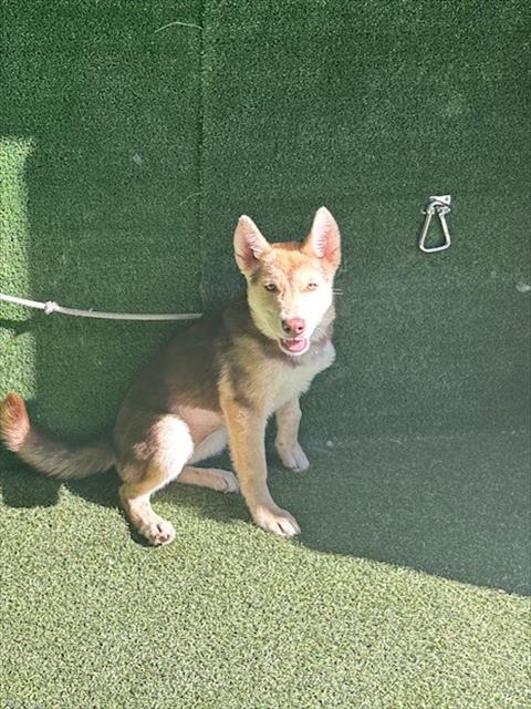 adoptable Dog in Lancaster, CA named PEACHY