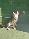 adoptable Dog in  named PEACHY