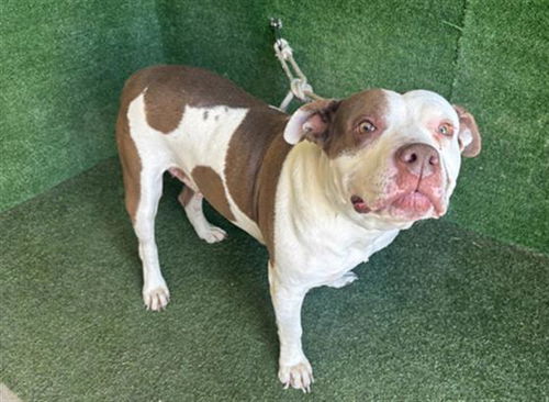 picture of the dog needing adoption