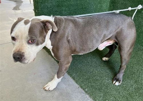 picture of the dog needing adoption