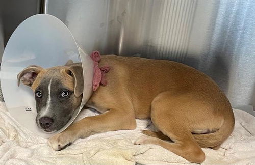 picture of the dog needing adoption