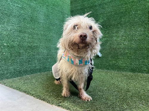 picture of the dog needing adoption