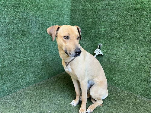 picture of the dog needing adoption