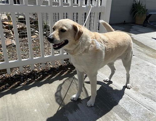 picture of the dog needing adoption