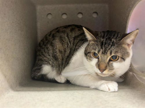 picture of the cat needing adoption