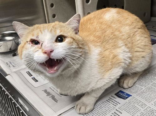 picture of the cat needing adoption
