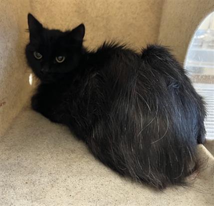 picture of the cat needing adoption