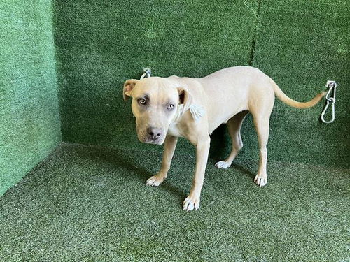 picture of the dog needing adoption
