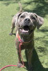 adoptable Dog in Lancaster, CA named SUSANA
