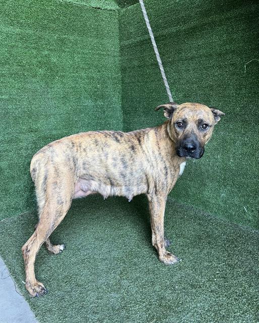 adoptable Dog in Lancaster, CA named CUPCAKE