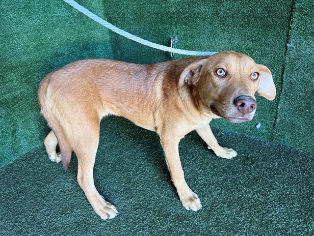 adoptable Dog in Lancaster, CA named BARNEY