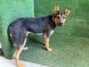 adoptable Dog in  named KODA