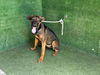 adoptable Dog in  named PATRICIA