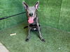 adoptable Dog in Lancaster, CA named PIPER