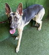 adoptable Dog in Lancaster, CA named FUDGIE