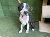 adoptable Dog in Lancaster, CA named WINNIE