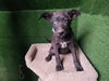 adoptable Dog in Lancaster, CA named JASMINE