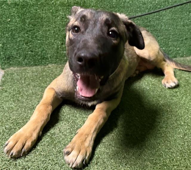 adoptable Dog in Lancaster, CA named RUSTY