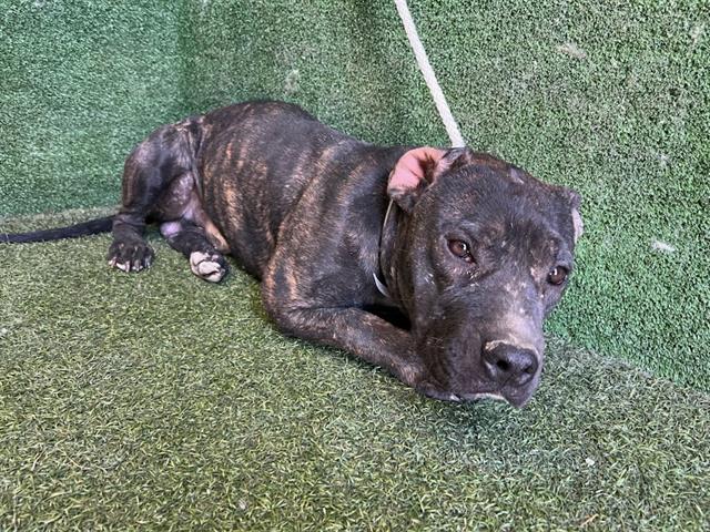 adoptable Dog in Lancaster, CA named TENTEN