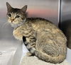 adoptable Cat in Lancaster, CA named ALICE