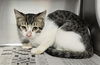 adoptable Cat in Lancaster, CA named GLENDA