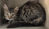 adoptable Cat in Lancaster, CA named HEIDI